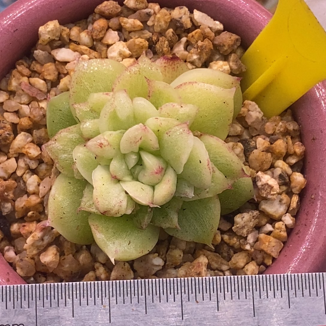 517开播福利，珍妮石化拉丝