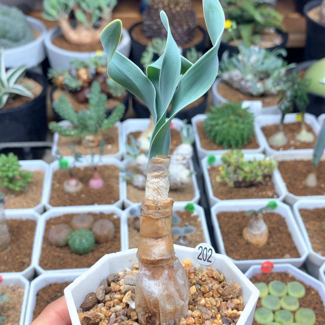 产地巨凤带盆多肉1.7cm