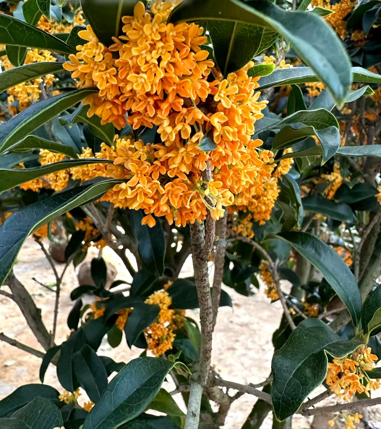 桂花一物一拍，以直播间为主，桂花