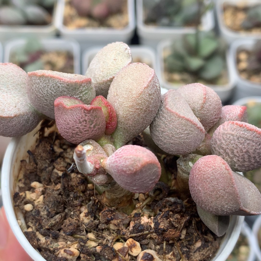 黛安娜木质桩一物一拍