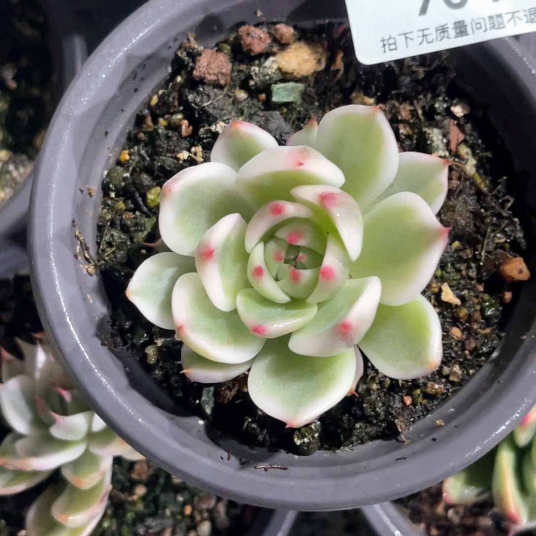 ?*多肉特价吉娃娃7042