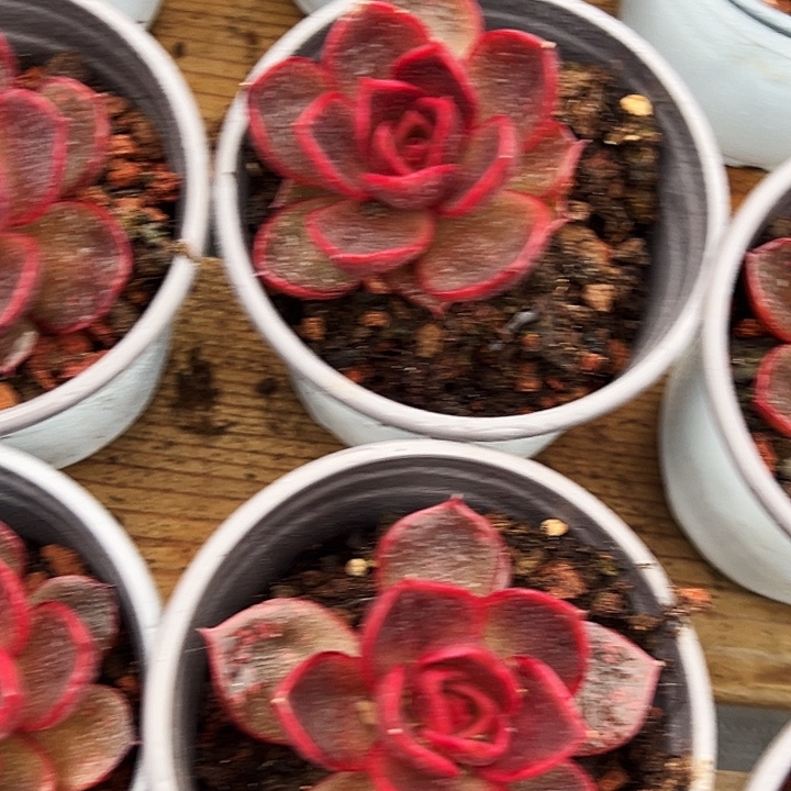 韩版           血红灯