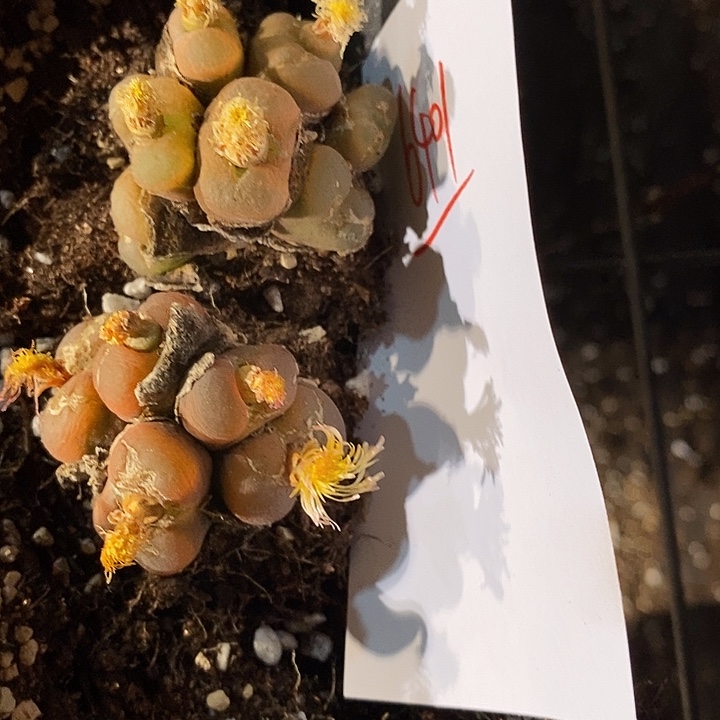 火***龙6401。   一组。  一组。   