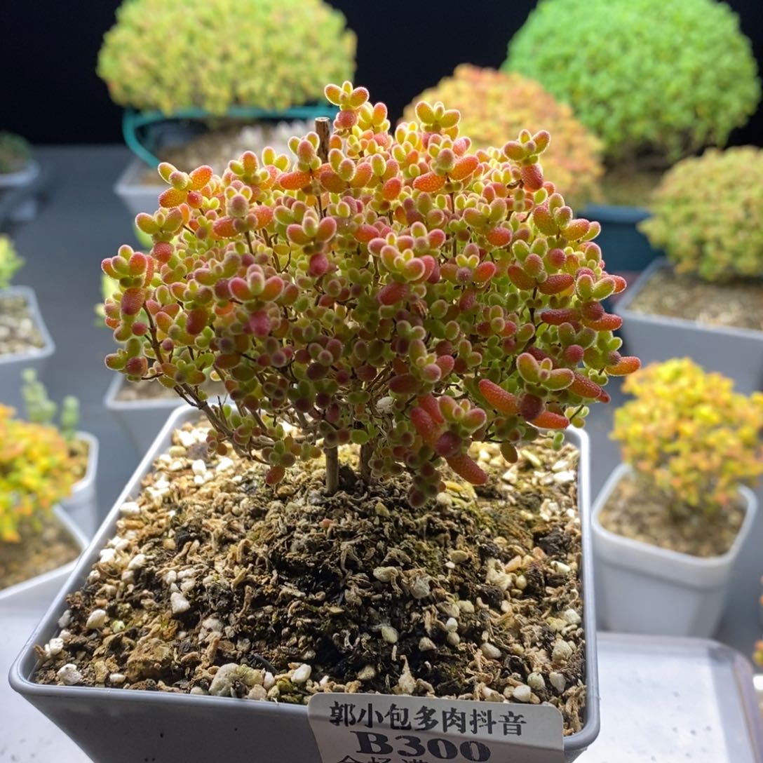 *****300蜜橘糖球。      