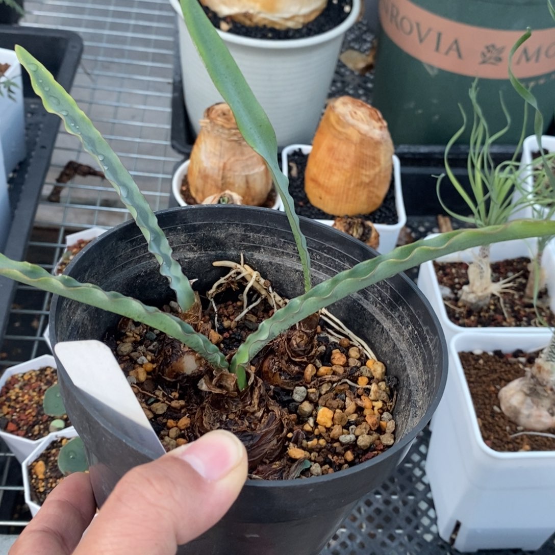 波叶雪莲三颗多肉植物