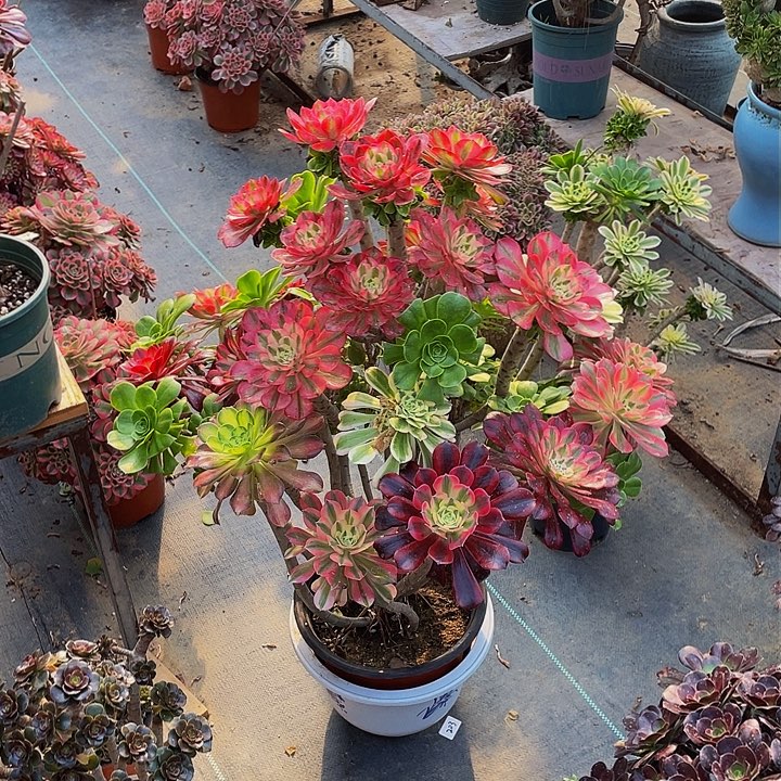 架接法师一个02号