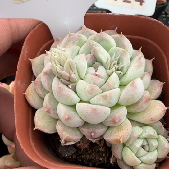 102美尼一物一拍多肉