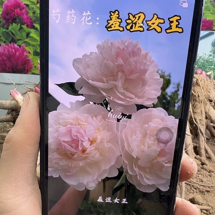 完全开放羞涩女王