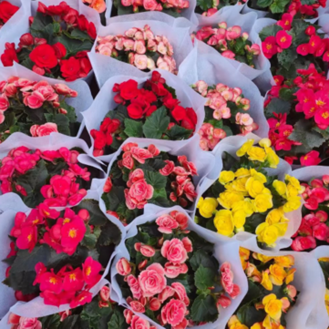 海棠盆栽（单拍不送）