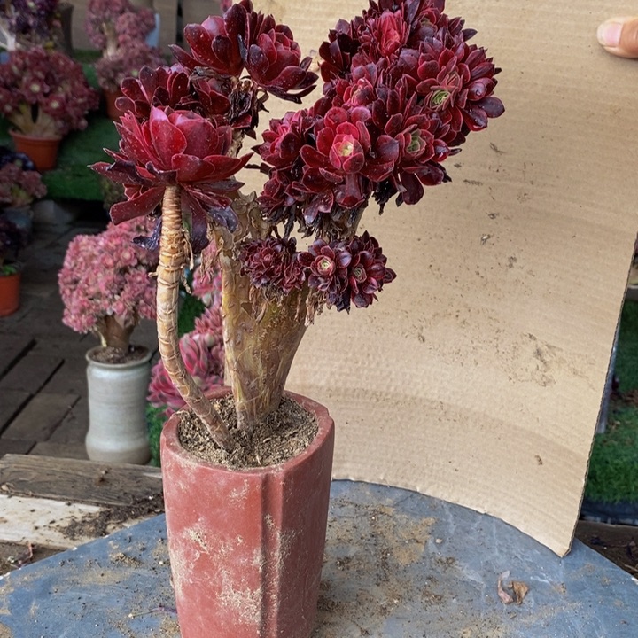 高*美杜莎缀化多肉1颗