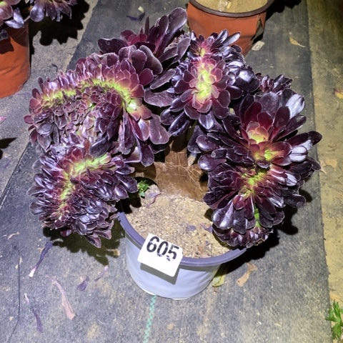 欧紫缀多肉植物法师不包损