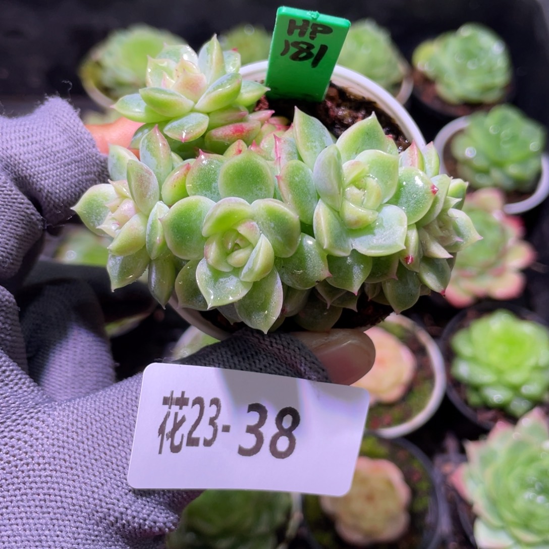 花利美23-38新品珍妮
