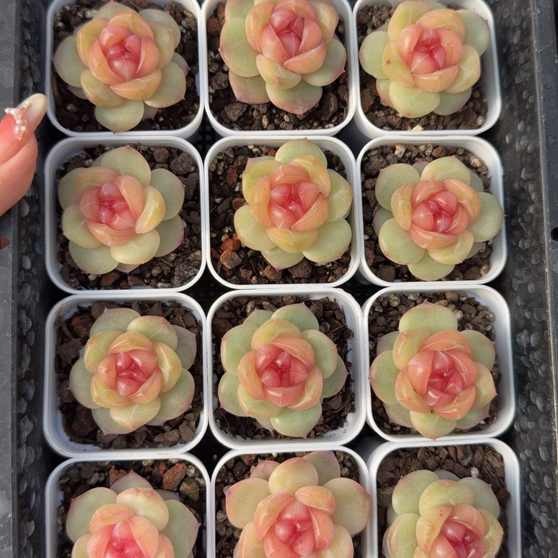 1230-038-3009泰勒一颗量拍