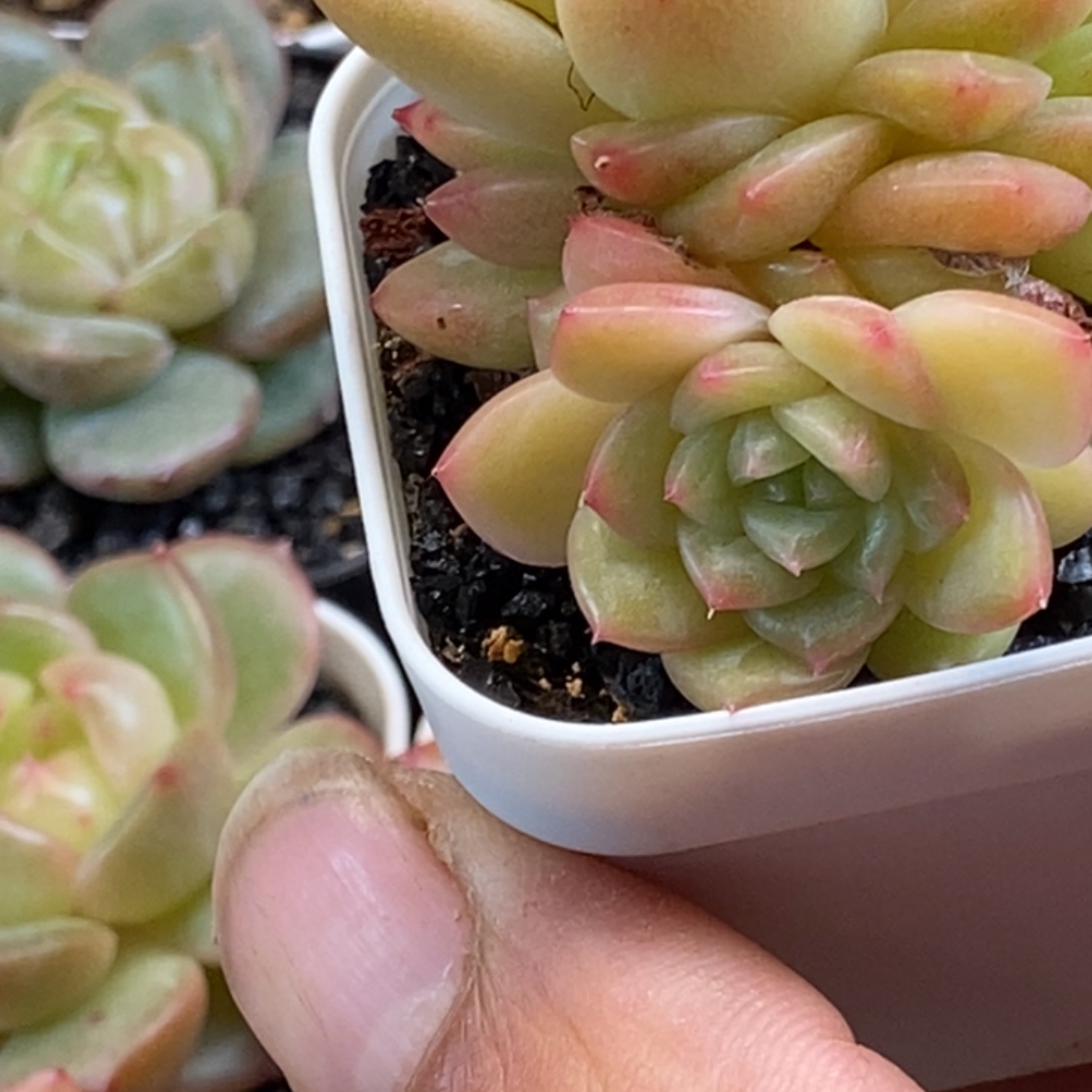 天官赐福百无禁忌