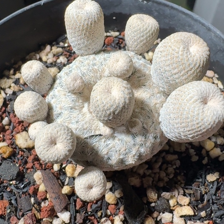 小人冒群自跟仙人球