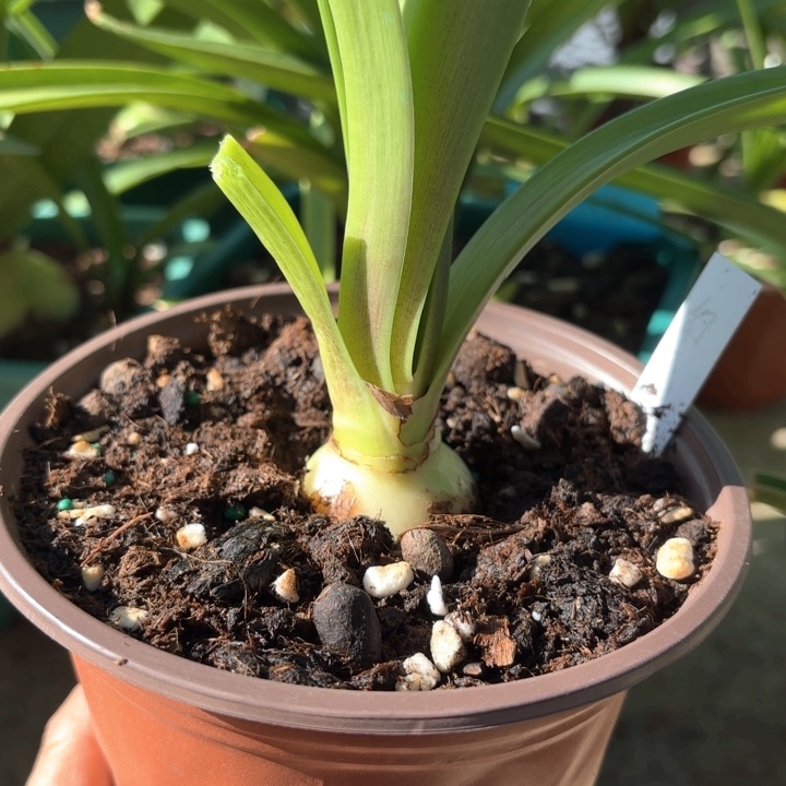 无花朵幻影朱顶红3.5