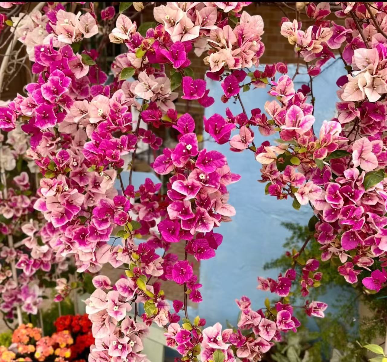 张红英三角梅庭院阳台好养四季勤花