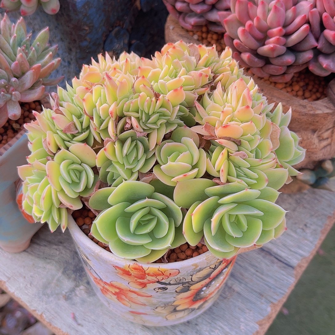 星娜塔多肉植物多肉