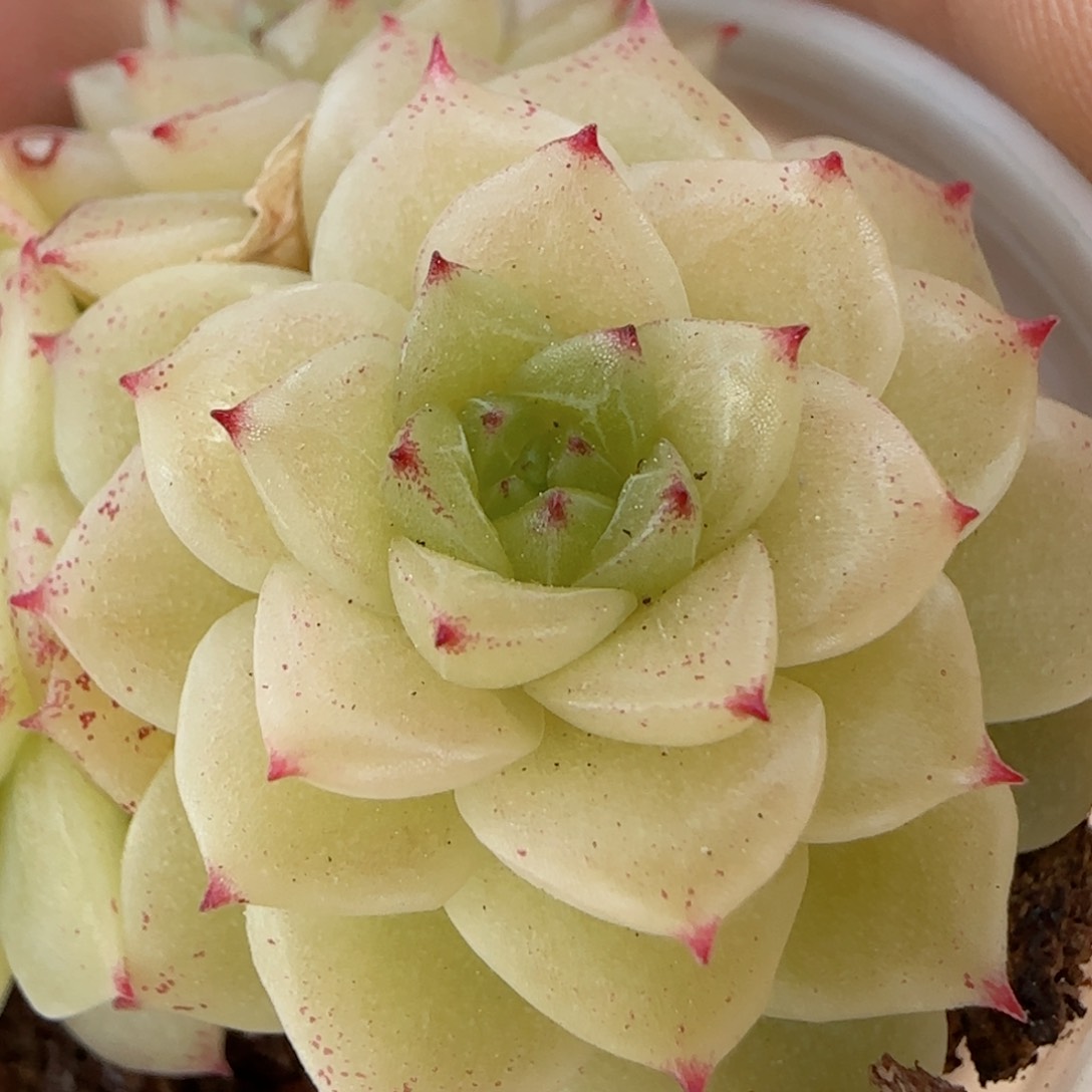 【闪购商品】0213-140优选麦杆