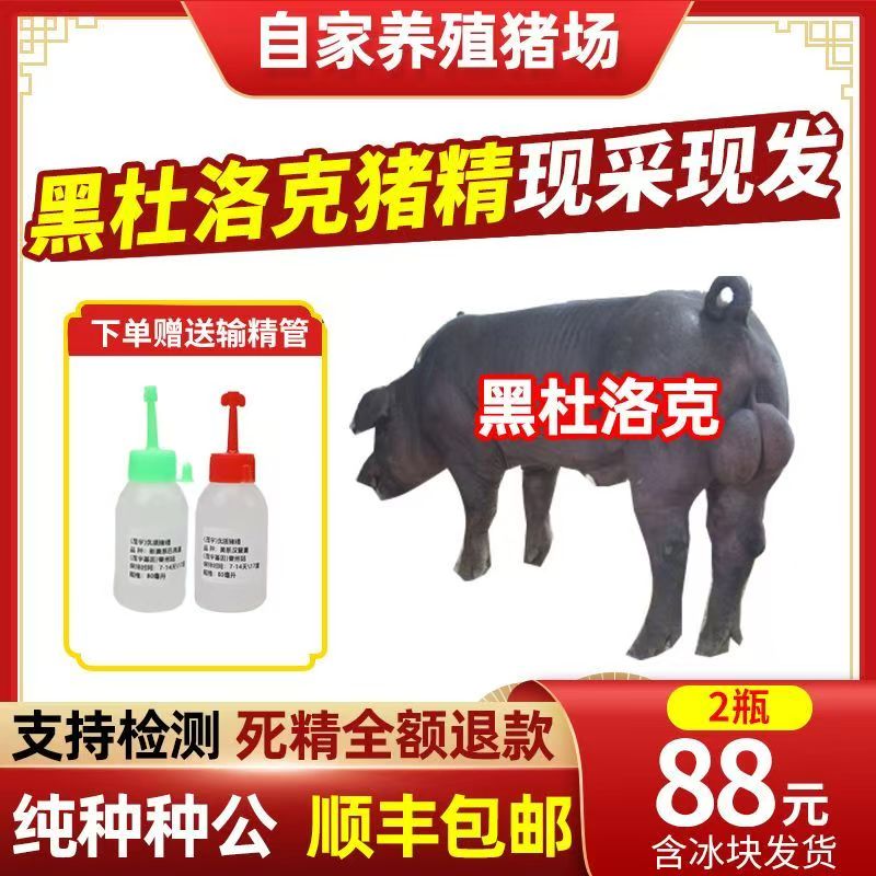 优质黑金刚猪精液批发猪精恒温运输可选生态养殖