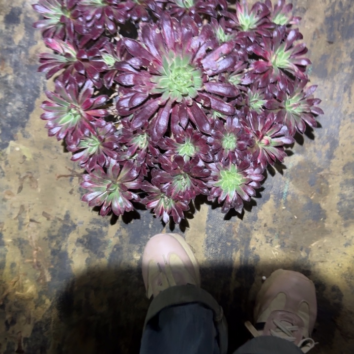 一单包邮不包侧枝64