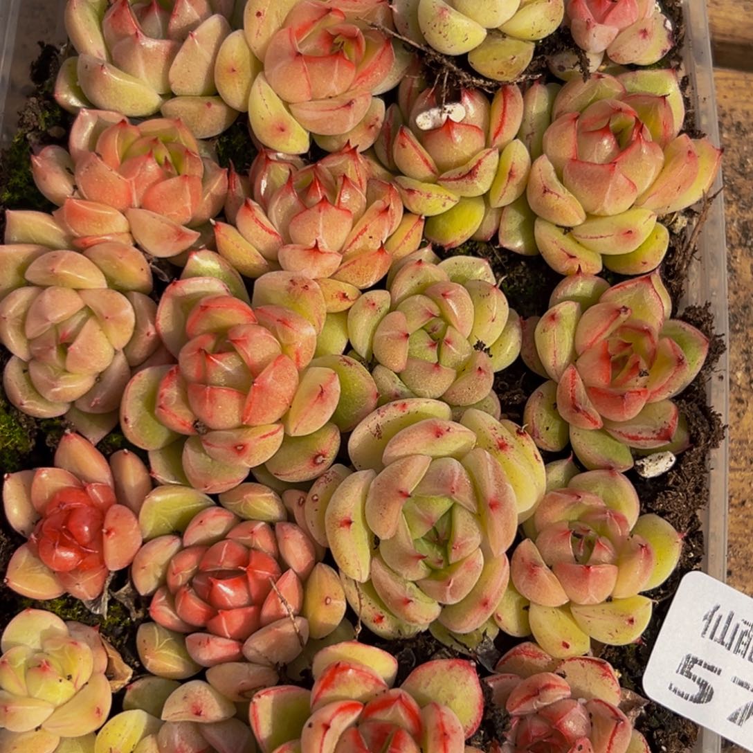 570多肉葡萄领导的多