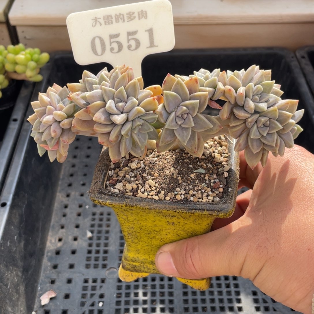 0551阿培伦不带盆14厘米