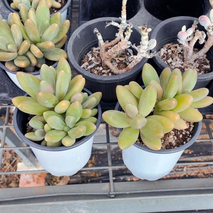 ?****?糖果美人5555665588955