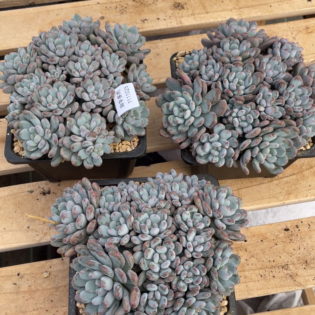 香香雪中群多肉植物25号