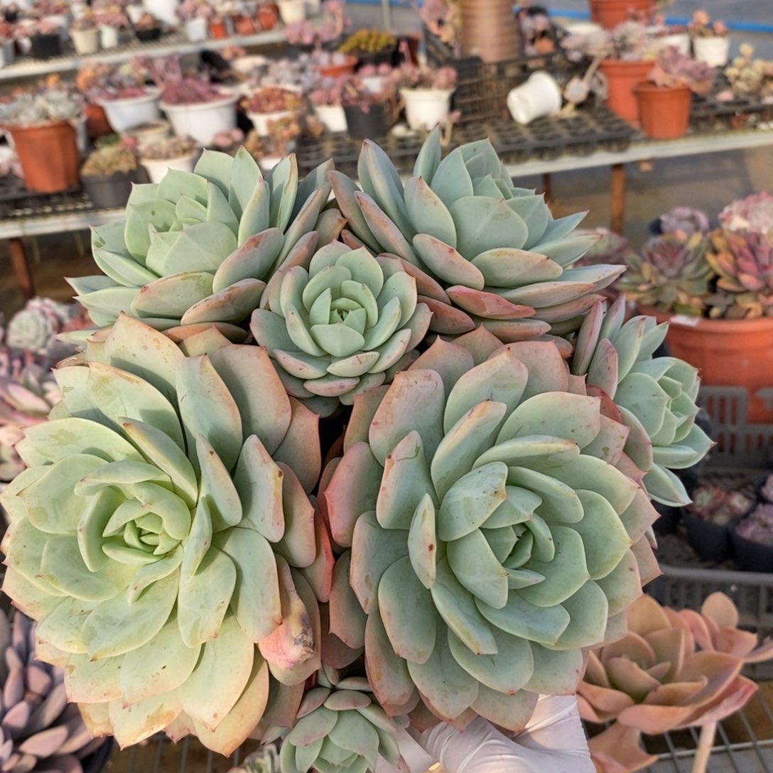 4328果冻恋曲一物一拍