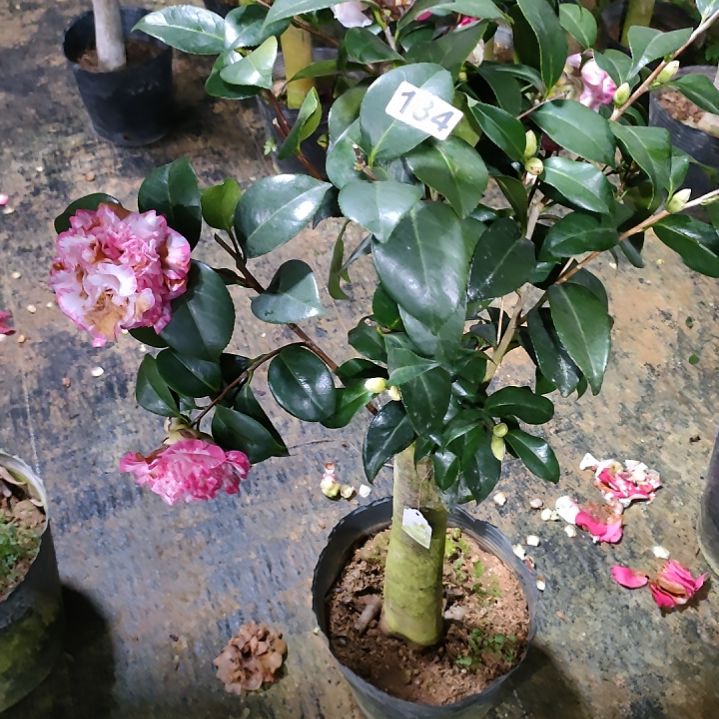 134女皇，粉玲珑，原盆原土发货