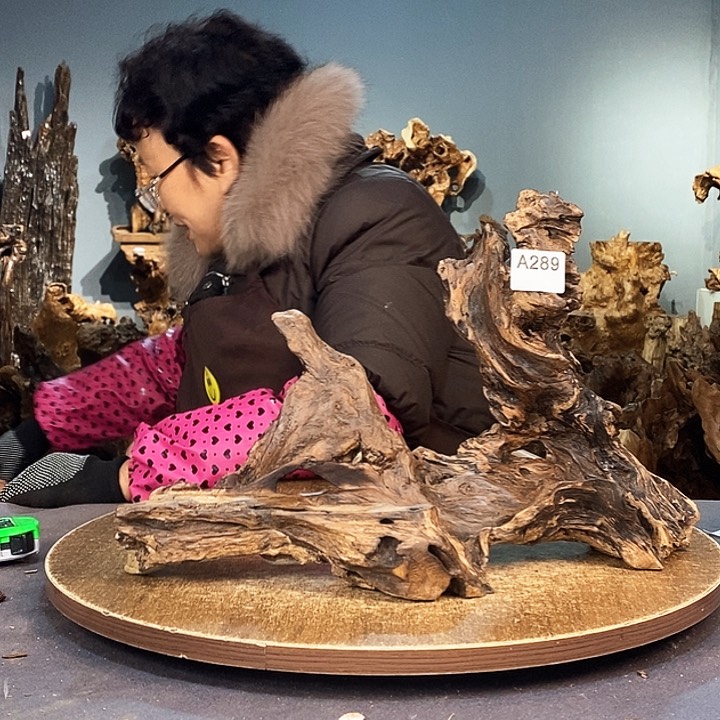 茶盏何*289株木底座随行根艺