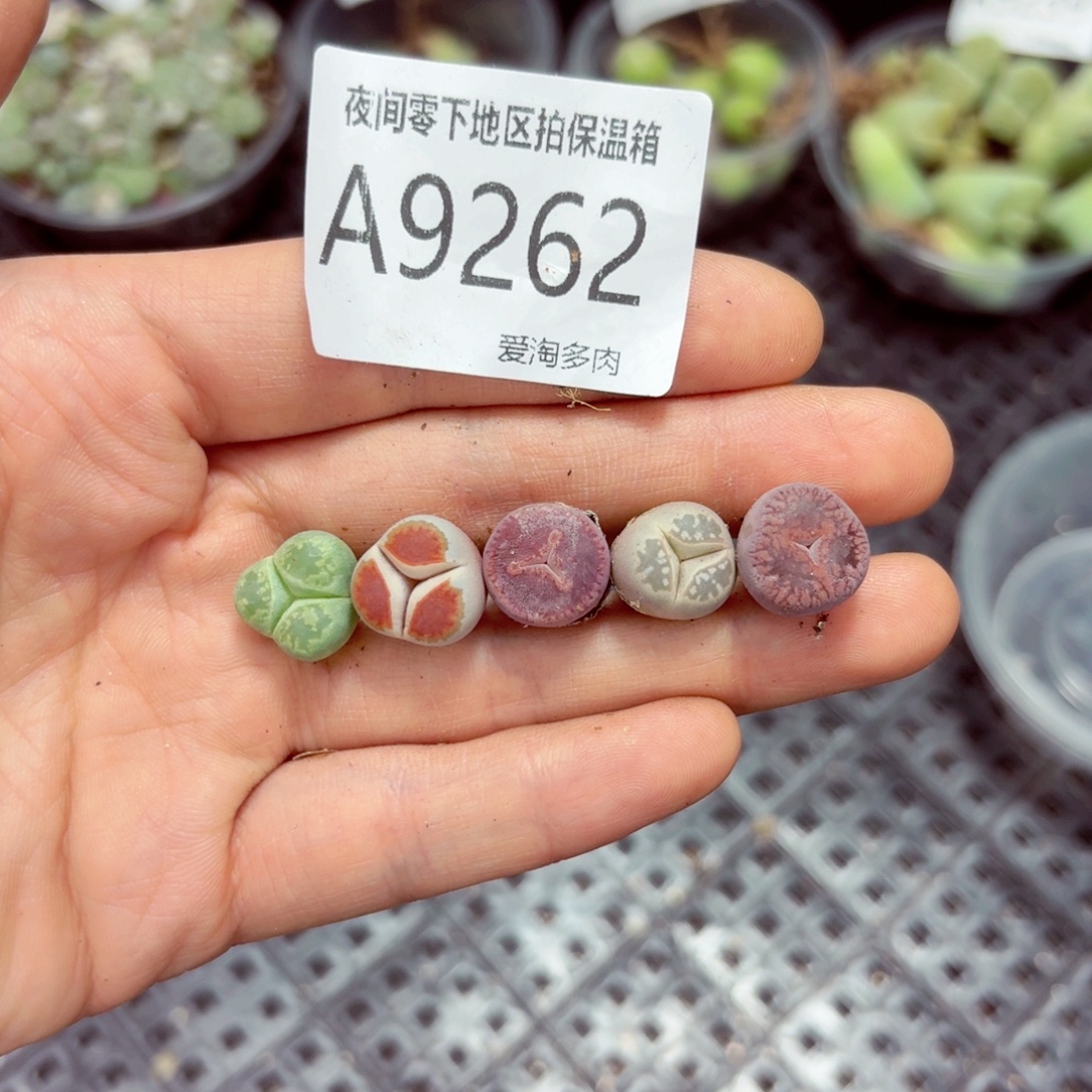 9262––零下地区需拍保温箱