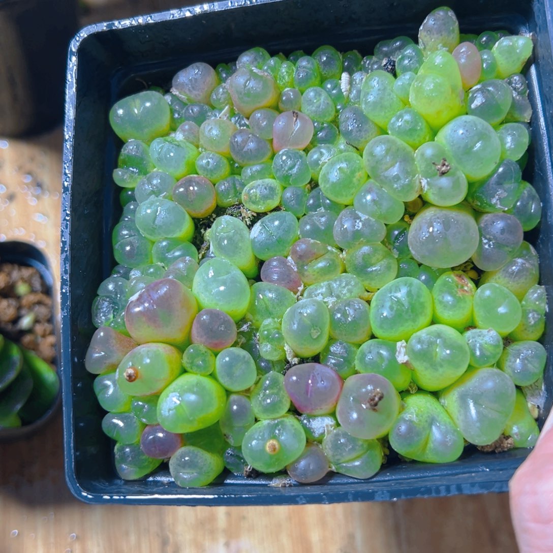 毛汉尼多肉多肉多肉