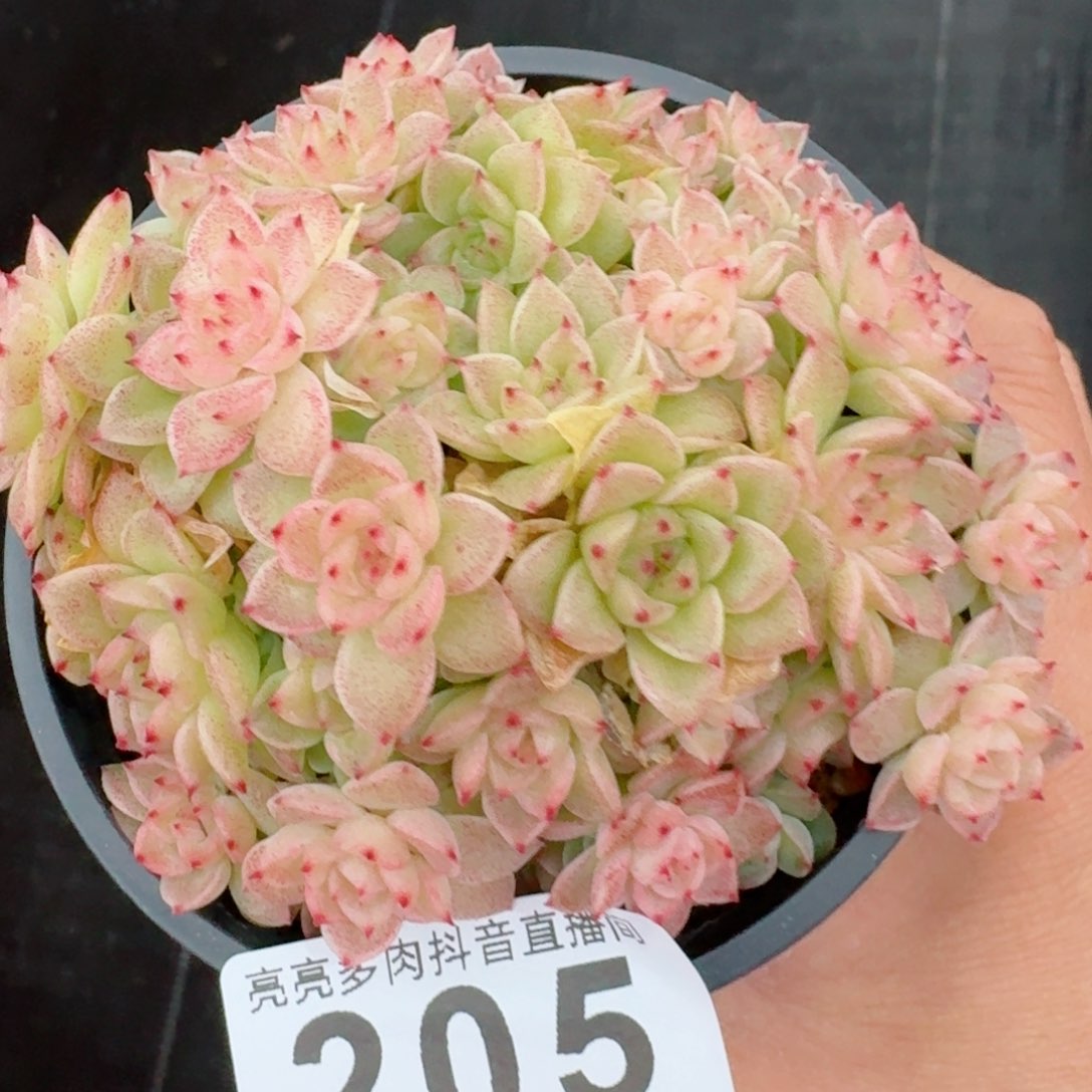 麦秆群生         精品多肉