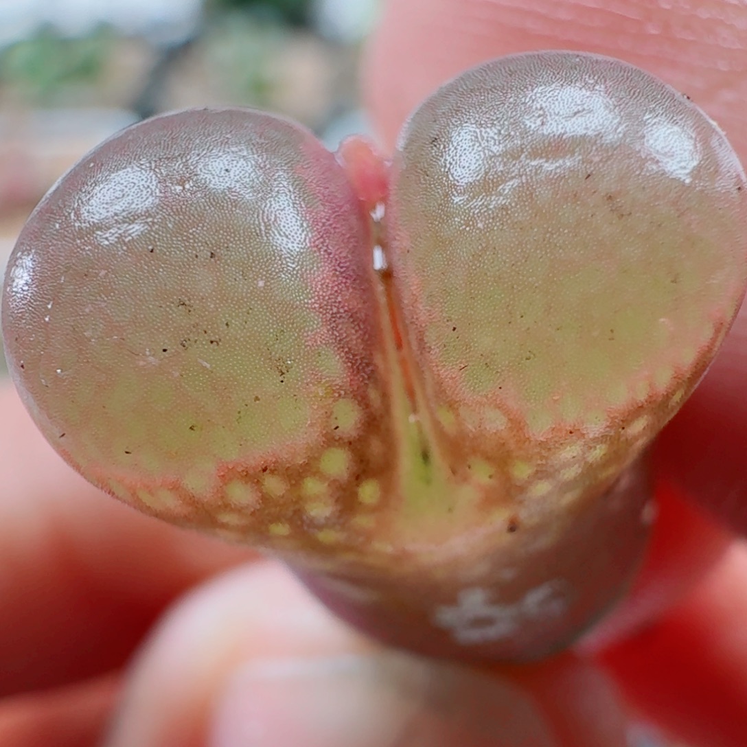 三代日红风铃玉肉锥植物3420