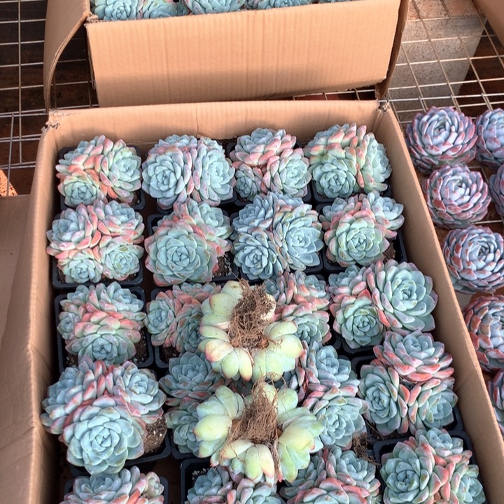 3头起冰玉群两单包邮