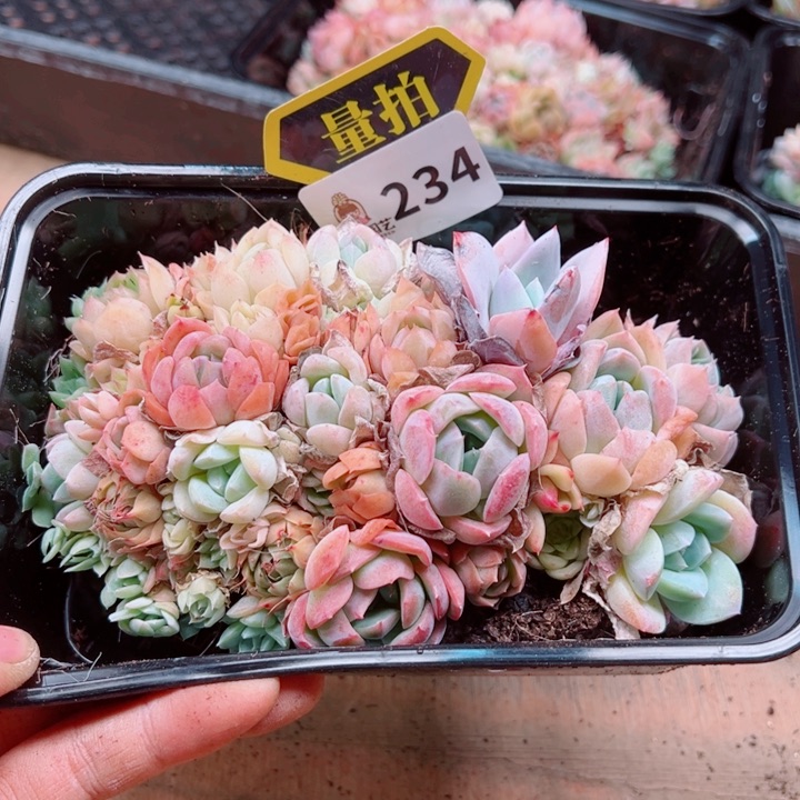 多肉植物多肉植物