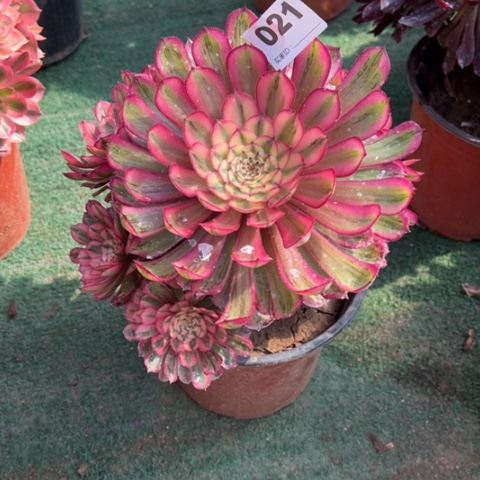 021白月光手捧多肉，