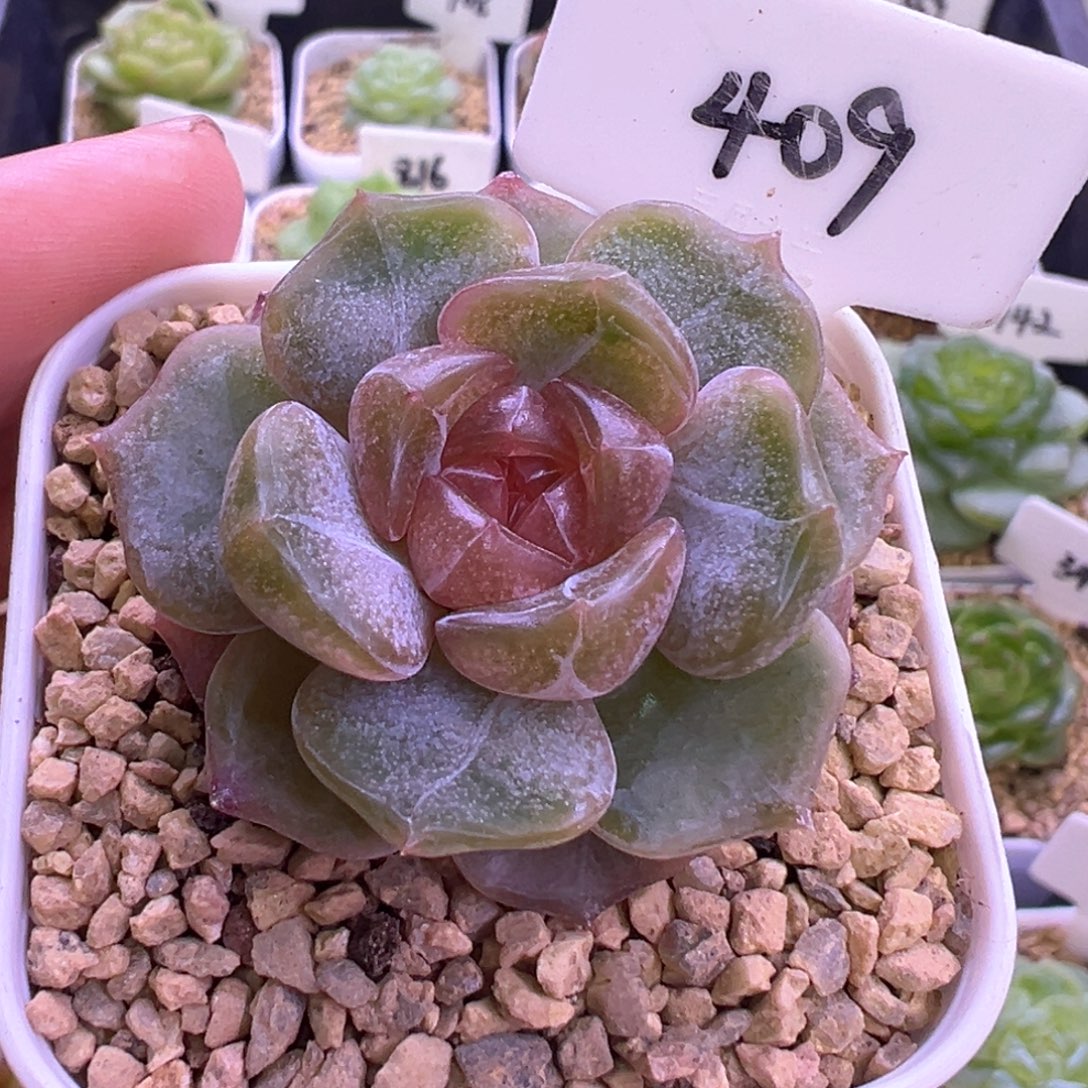 409号彩色恋人 晗雨多肉