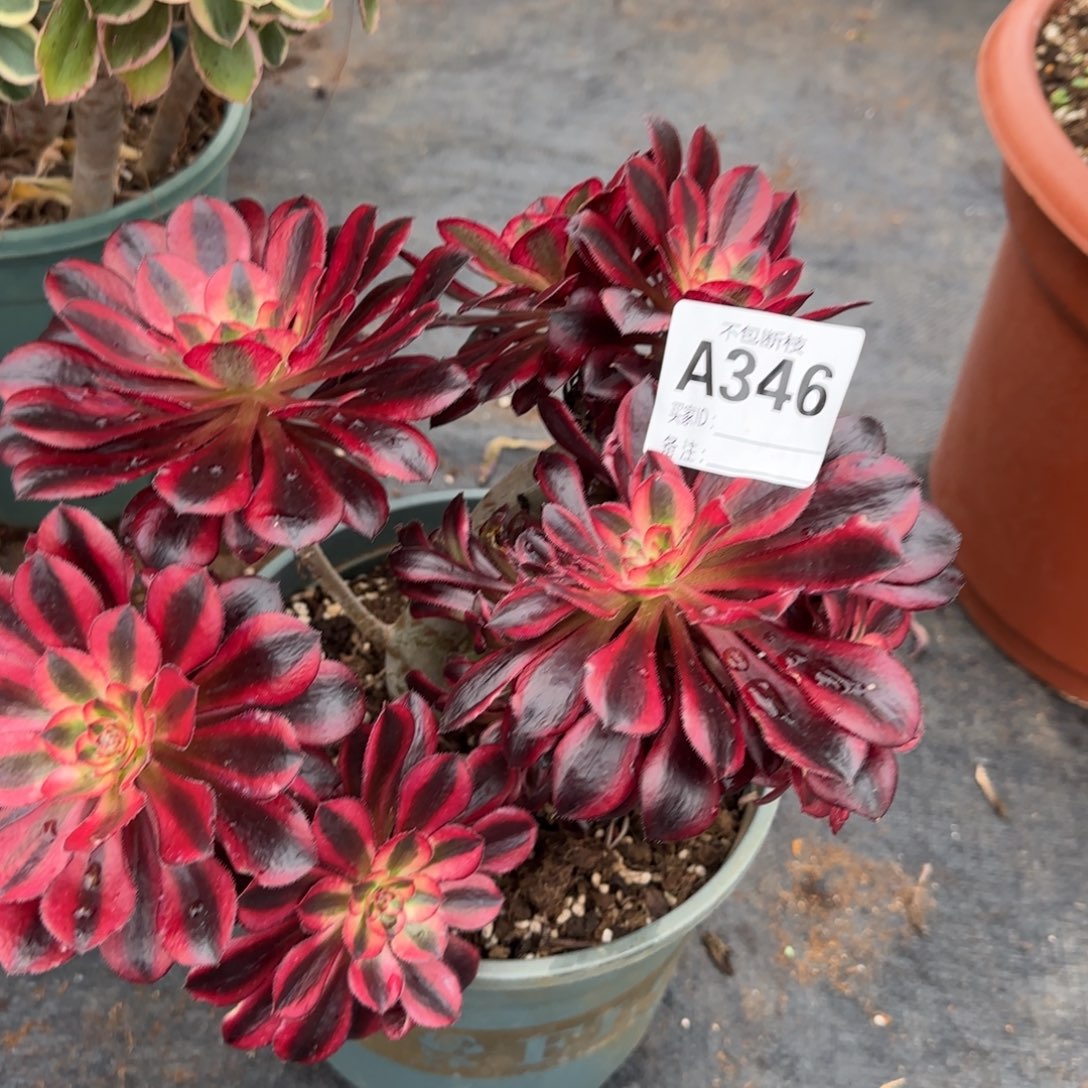 精品多肉植物346