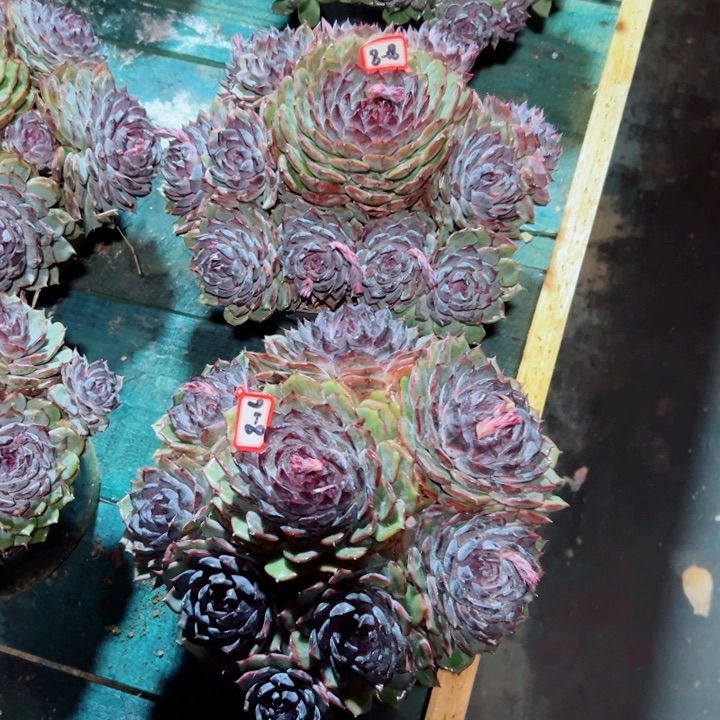 潇***肉精品多肉植物老桩随机发一棵妖姬优选