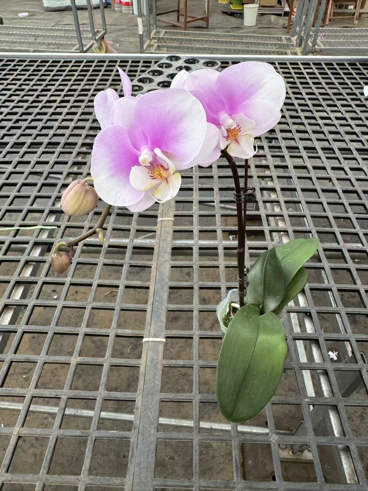 [白安娜]蝴蝶兰室内精品花卉昆明直发