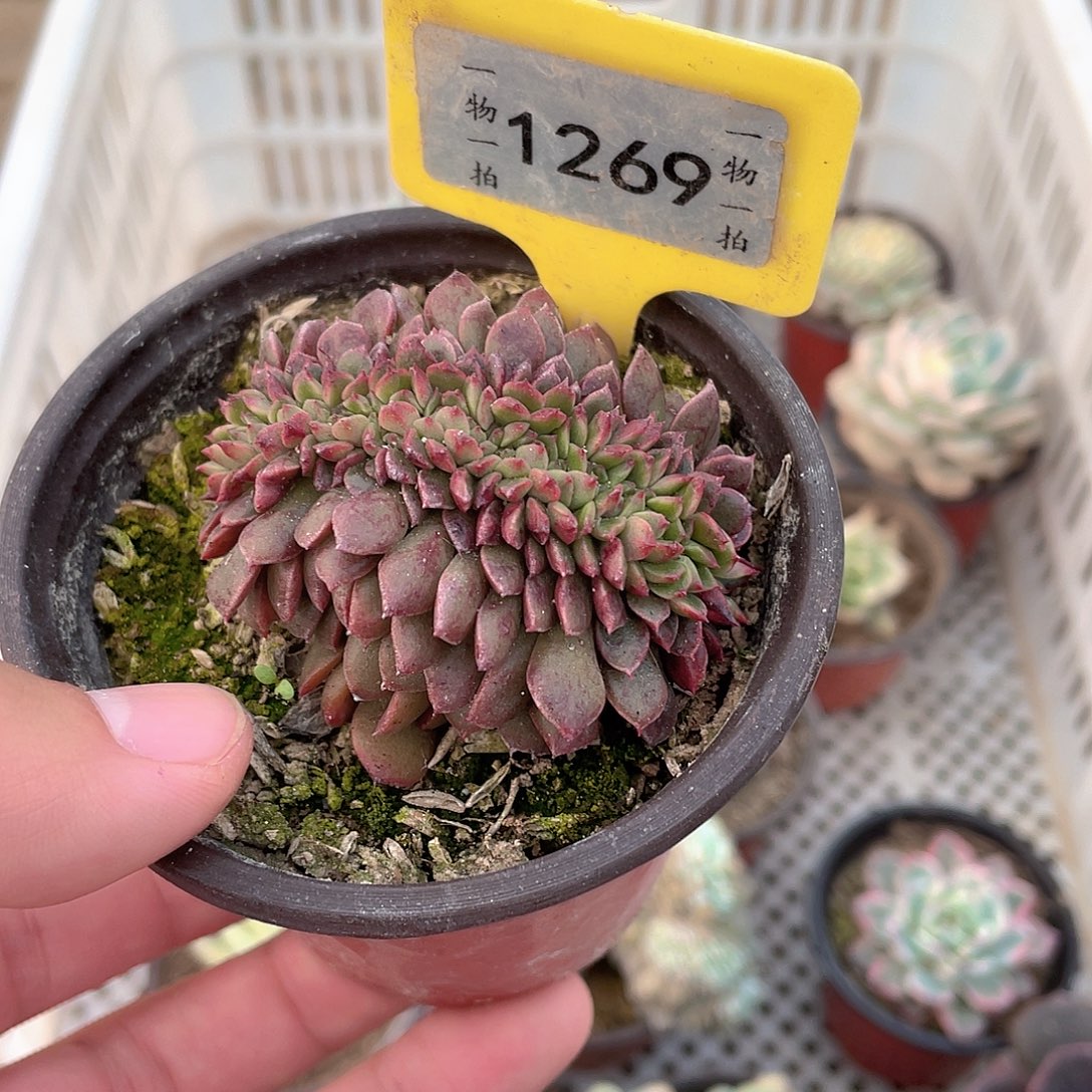 香****1269号多肉植物盆栽