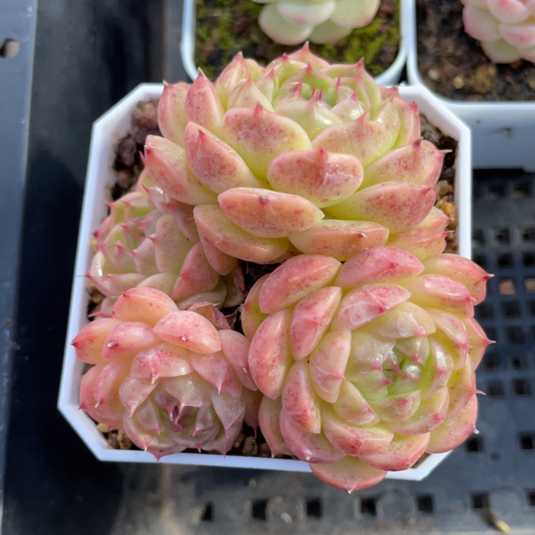 优选熊猫包子麦杆1338