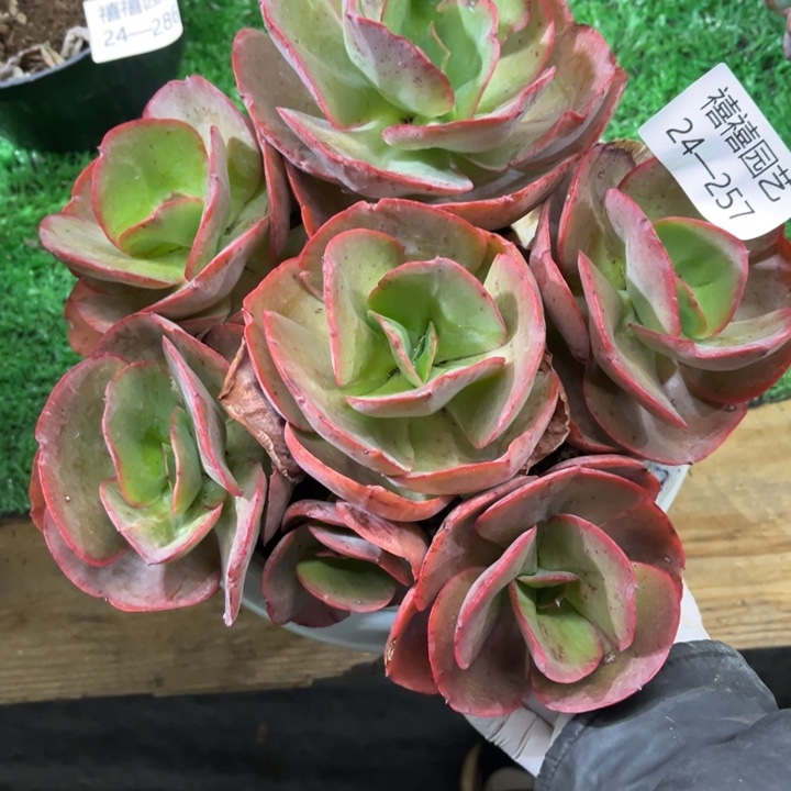 24-257大叶秀妍多肉植物