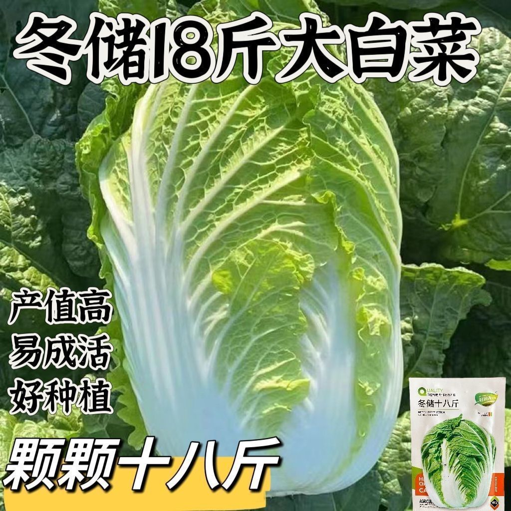 大白菜种子冬储18斤高产秋播冬储黄心白菜种籽蔬菜抗病口感好耐寒