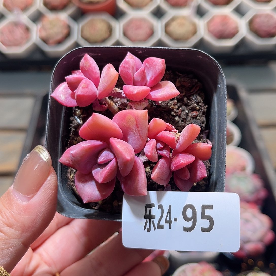 乐24-95 彩虹糖不包整