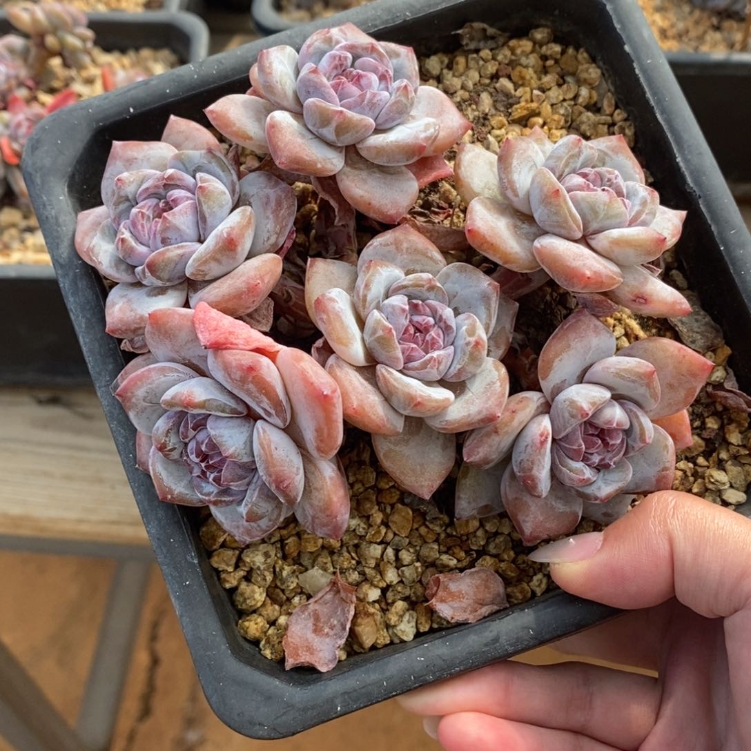 六头绿底紫心脸朝上 