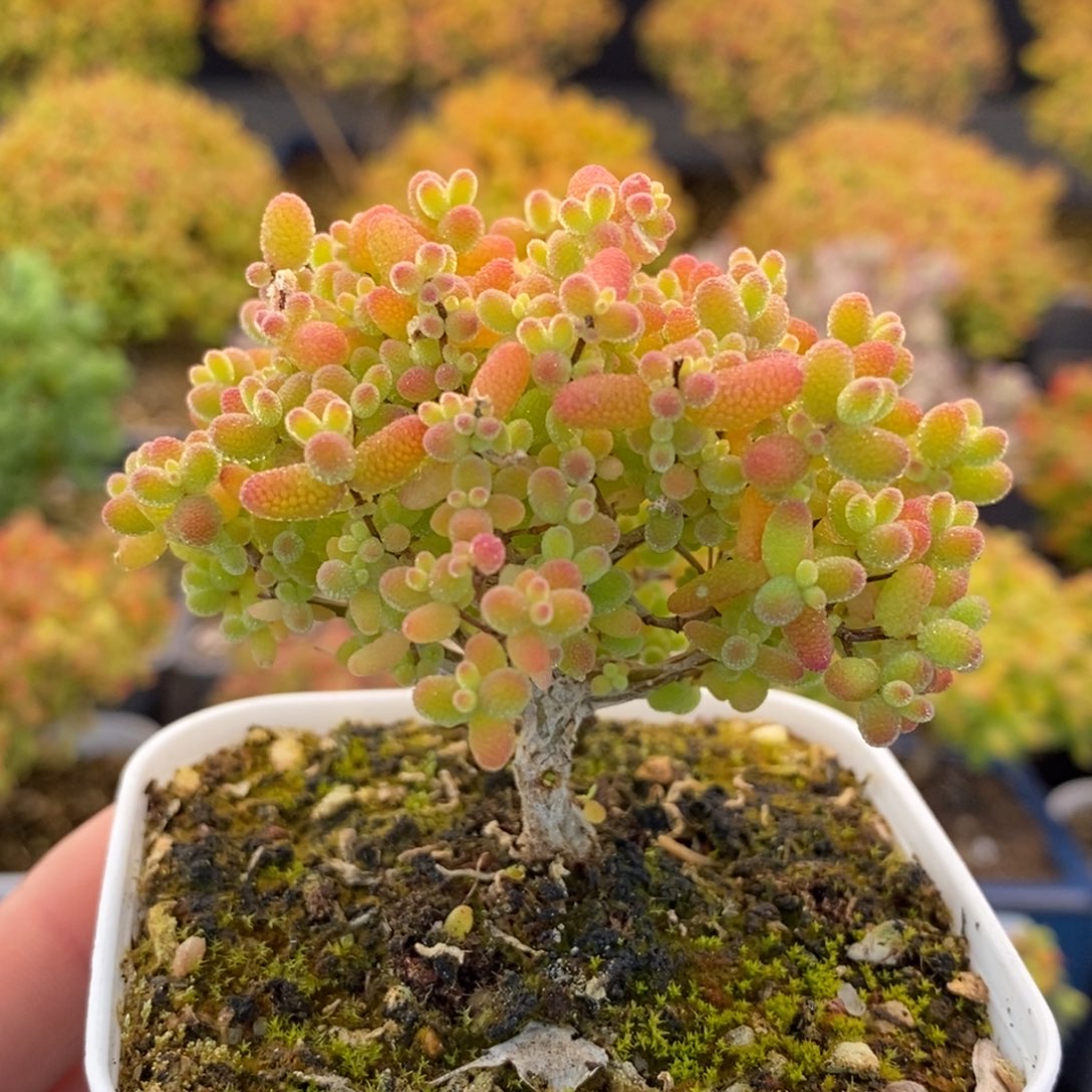 ༺***༻514蜜橘糖球 。      